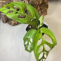 モンステラ　エスケレート