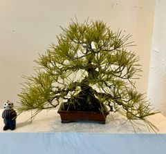 【盆栽】黒松　模様木