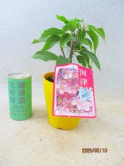 [讃岐屋緑兵衛] 河津桜 (5488黄丸プラ鉢)全高：24㎝ 宅配便発送