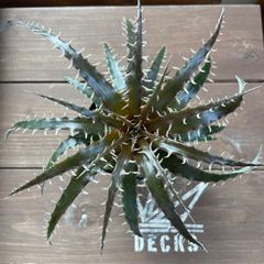 Dyckia hybrid seedling ディッキア ハイブリッド 国内実生