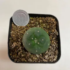 ね*こ様 黒肌疣翠冠玉 自根 鉢植え メルカリ便送料込み 2025年