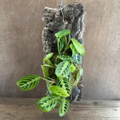 マランタ レウコネウラ レモンライム 現品 コルク付け Maranta leuconeura 'Lemon Lime' 観葉植物 観葉 植物 珍奇植物 珍奇 珍しい 珍奇 レア 希少 インテリア プレゼント おしゃれ かわいい グリーン ハンギング