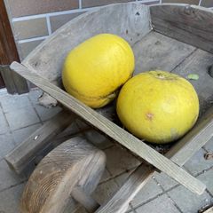初獲特価　無農薬 晩白柚(ばんぺいゆ) SY71      2玉(小球)