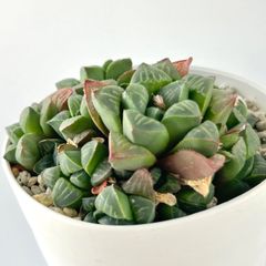 【多肉植物】ハオルチア・青い鳥　群生　Haworthia nitidula