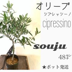 オリーブの木　【13】苗・苗木　☆ポット発送！☆SOUJU cipressino シプレッシーノ　大人気創樹さんの木