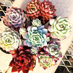 2025年最新】イードンスノーの人気アイテム - メルカリ