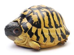 動物の惑星】カメ