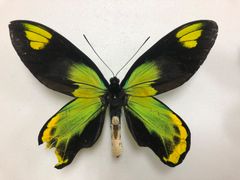 蝶の標本★難あり‼︎ガダルカナル島産ビクトリアトリバネアゲハ♂特大