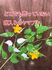 珍品) 斑入りヤマブキ『春吹雪』のサムネイル