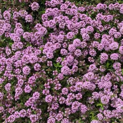 クリーピングタイム　種子　花の種のサムネイル