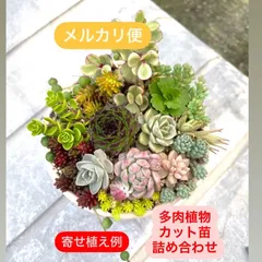 ☆多肉植物カット苗詰め合わせ☆このまま飾れません！☆自分でちまちま寄せ植え☆エケベリア小苗☆