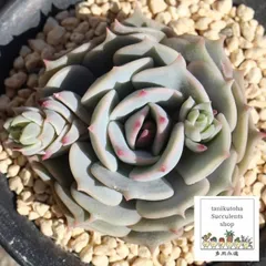 ローラ エケベリア 2寸ポット 弁慶草科 多肉植物 苗