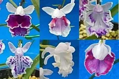 2026年最新】苗の人気アイテム - メルカリ