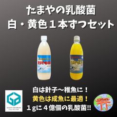 たまやの乳酸菌 　白と黄色のセット
