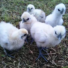 2026年最新】烏骨鶏の人気アイテム - メルカリ