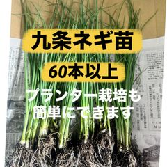 お買い得‼️苗の専門店から‼️九条ネギ苗60本以上‼️冬には太い九条ネギが収穫出来ます‼️