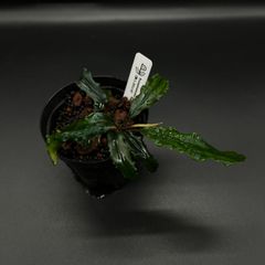 Bucephalandra sp. Sintang Kayu lapis type2 【LA便