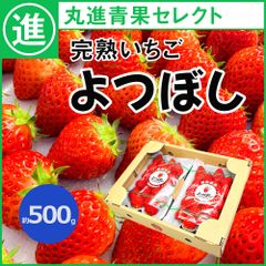 【希少品種】完熟いちご　愛知県産　よつぼし　約250g×2パック(約500g)　1パック8粒～15粒　特製パック