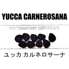 Nanagarden様専用 500粒+ ロストラータ 種 種子 植物検疫証明書 - メルカリ