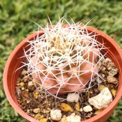 サボテン ギムノカリキウム属 翠晃冠(1寸)