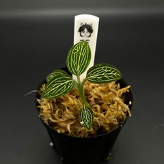 Ludisia discolor Thailand 2011.10 ジュエルオーキッド ルディシアディスカラー