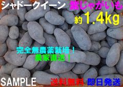 シャドークイーン 紫じゃがいも 約1.4kg コンパクト箱いっぱい！ 無農薬栽培