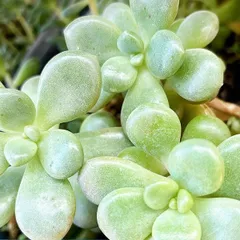 2025年最新】ロココ多肉植物の人気アイテム - メルカリ 2025年最新】ロココ多肉植物の人気アイテム - メルカリ