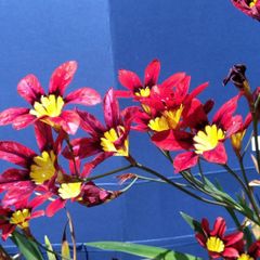 球根 「ワンドフラワー」 （5球、開花中、5月5日までの限定販売）