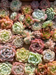 ☆まるちゃん☆多肉植物エケベリア❗訳あり苗＆在庫処分セット❗寄植えMIX ☆まるちゃん様専用☆多肉植物エケベリア❗訳あり苗＆在庫処分