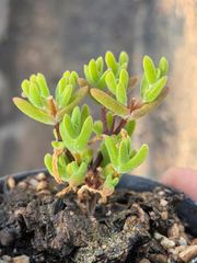 新入荷　多肉植物　ドロサンテマム　猫ミミ　小苗　抜き苗　1株