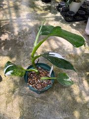 フィロデンドロン・ホワイトウィザード　4号　斑入り　稀少　オシャレ　観葉植物　インテリア　グリーン