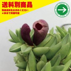 洋蘭 Pleu sarracenia