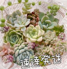 メルカリShops - 多肉植物 エケベリア 韓国苗 ムーンストーン ソクヨン 