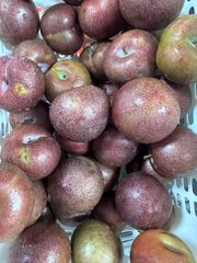 冷蔵クール便発送  プラム  すもも2kg