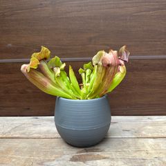 ⑥ サラセニア マルーン 食虫植物 4.5号 現品 Sarracenia maroon ヘイシソウ 瓶子草 ⑤