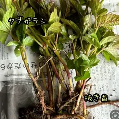 ヤブガラシ ヤブカラシ 抜き苗 10苗 亀のエサ カメ リクガメのサムネイル