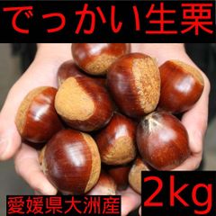 【愛媛県大洲産】でっかい大粒　生栗（サイズ３Ｌ以上）2ｋｇ