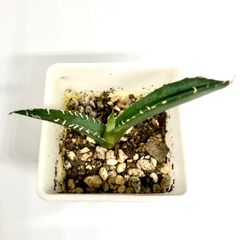 アガベ　チタノタブルー　実生 抜き苗