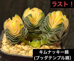 ルキちゃんの輸入苗韓国苗多肉植物お店 - メルカリShops