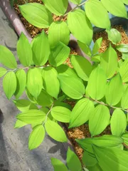 2025年最新】ナルコユリの人気アイテム - メルカリ