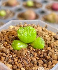 コノフィツム アンゲリカエ テトラゴナム 3頭 蛻皮済 1.8㎝ メルカリ便　多肉植物