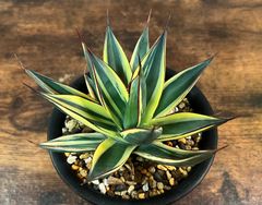 Agave Snow Glow/アガベ スノーグロー 美株 発根済み 送料込み ②