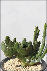 オンコクラータ ユーフォルビア 2号ポット トウダイクサ科 多肉植物 根付苗 多肉永遠