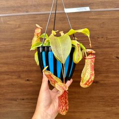 ⑥ ウツボカズラ ネペンテス ガヤ 食虫植物 5号 ハンギング 吊り鉢