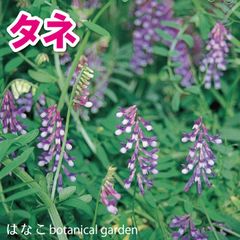 【花のタネ・種】ヘアリーベッチ　玉咲草藤　ツルレンゲ　40ml(20ml×2袋)
