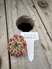 サクラエンディング　エケベリア　トロピカルガーデン　多肉植物