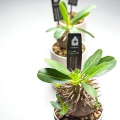 発根済】【現地球】パキポディウム グラキリス 大株 - メルカリ