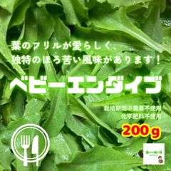 ベビーエンダイブ（ベビーにがちしゃ）　☆農薬や化学肥料は使っておりません　埼玉県産　約２００ｇ