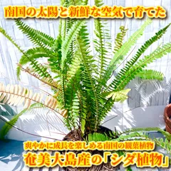 2024年最新】観葉植物+シダ+ネフロレピスの人気アイテム - メルカリ