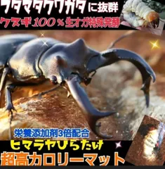 フタマタクワガタにもお薦め！　オオクワガタ専用☆超高カロリーマット☆生オガを特殊発酵！　共生バクテリア・特殊アミノ酸など栄養添加剤を３倍配合　　初令から食いつき抜群！